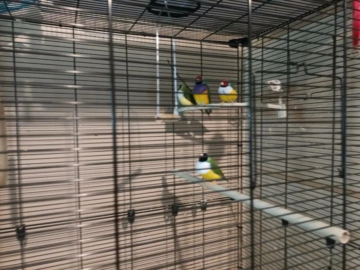 Birds for sale - Image 2