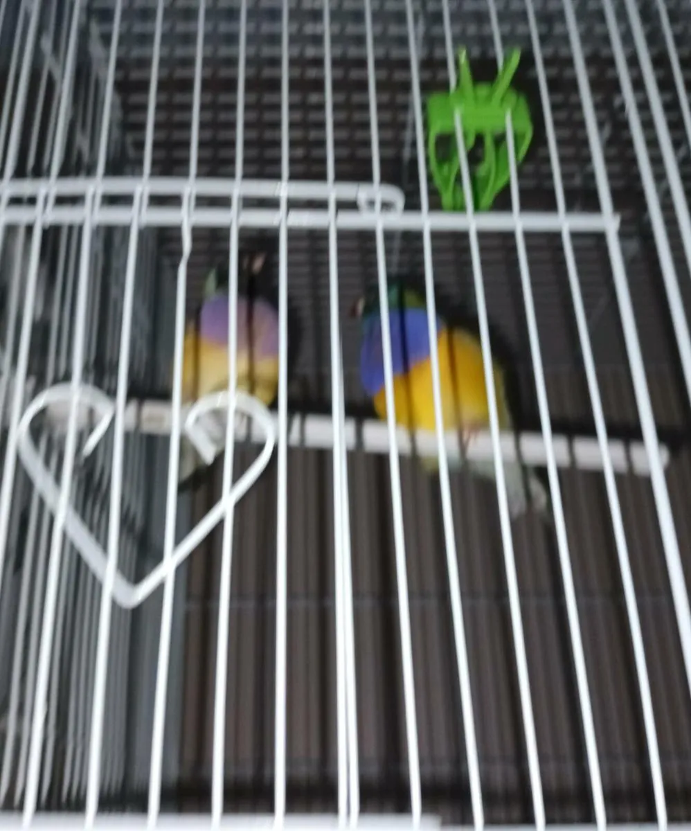 Birds for sale - Image 3