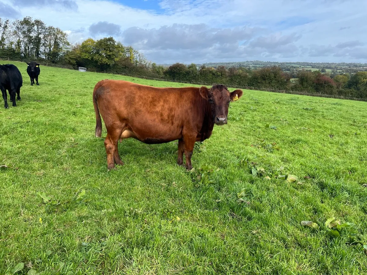 Dexter Cattle - Image 4
