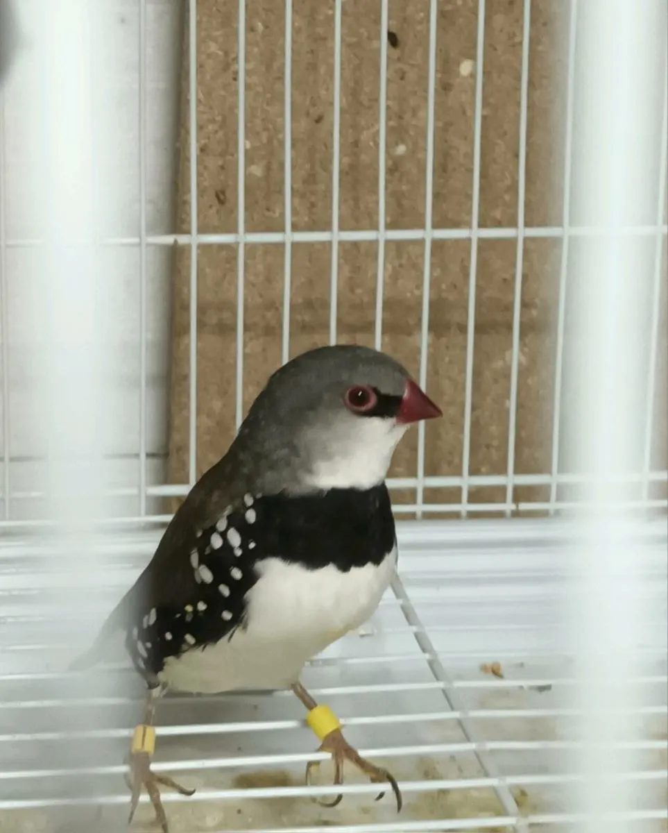 Birds for sale - Image 4