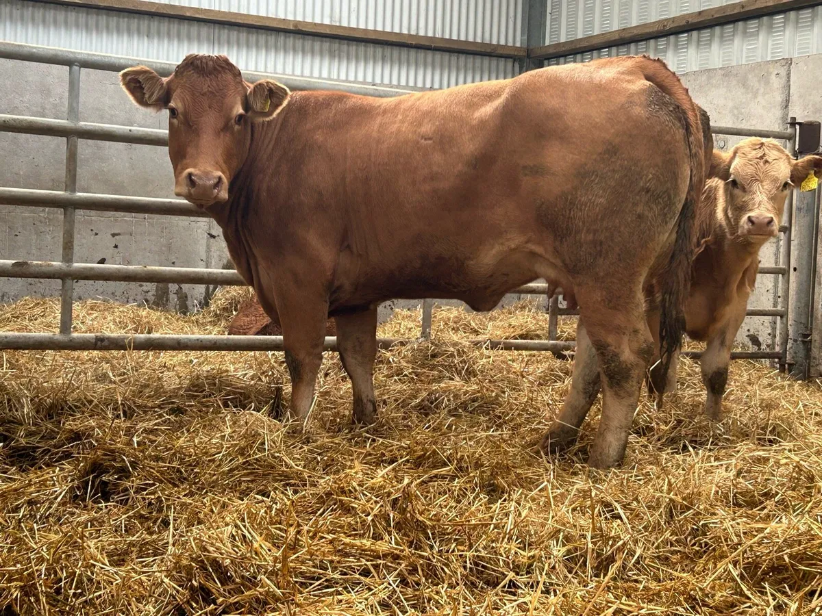 2 first calved Limousin heifers and calf’s - Image 2