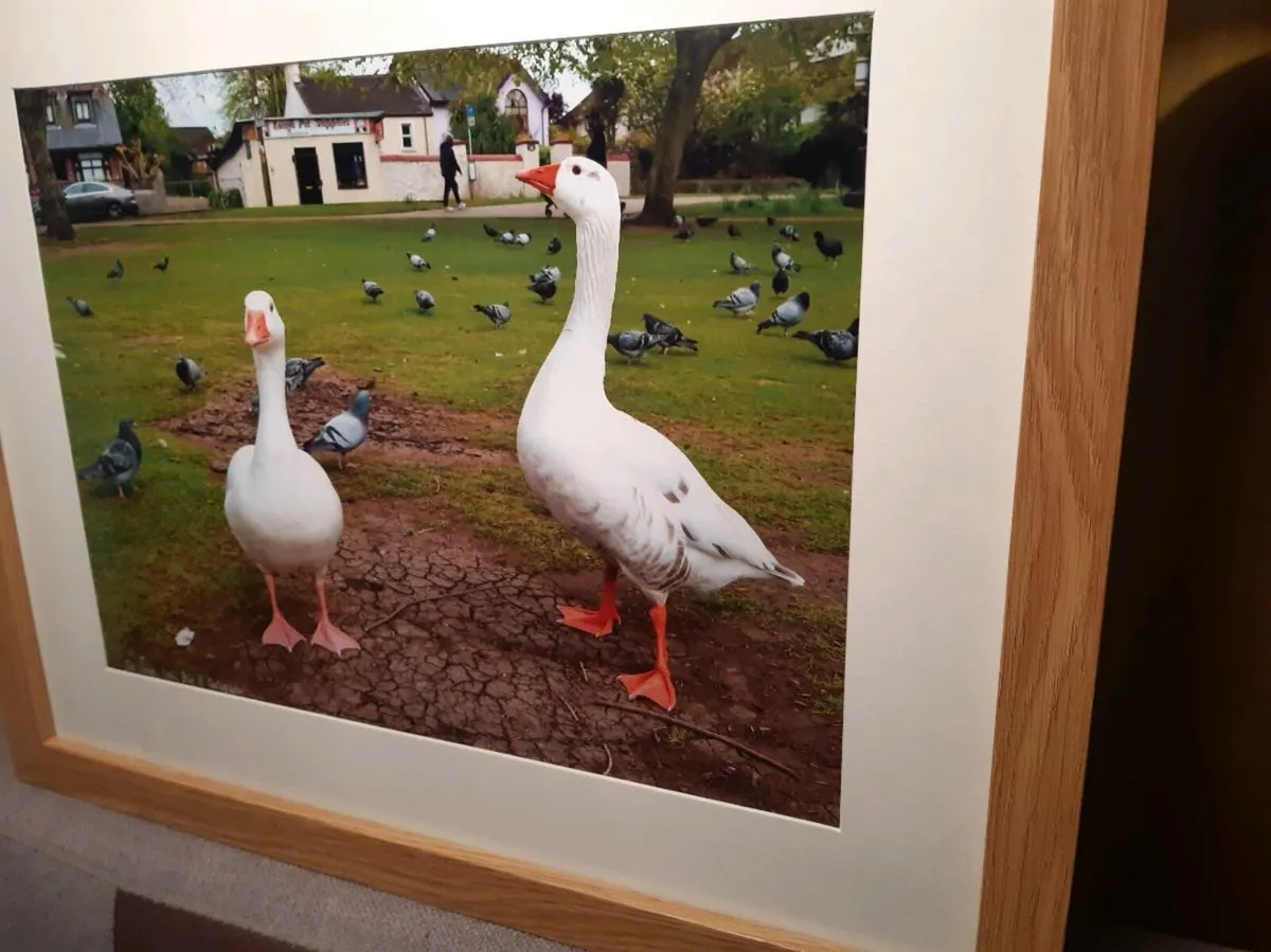 The Lough, Cork - Image 4