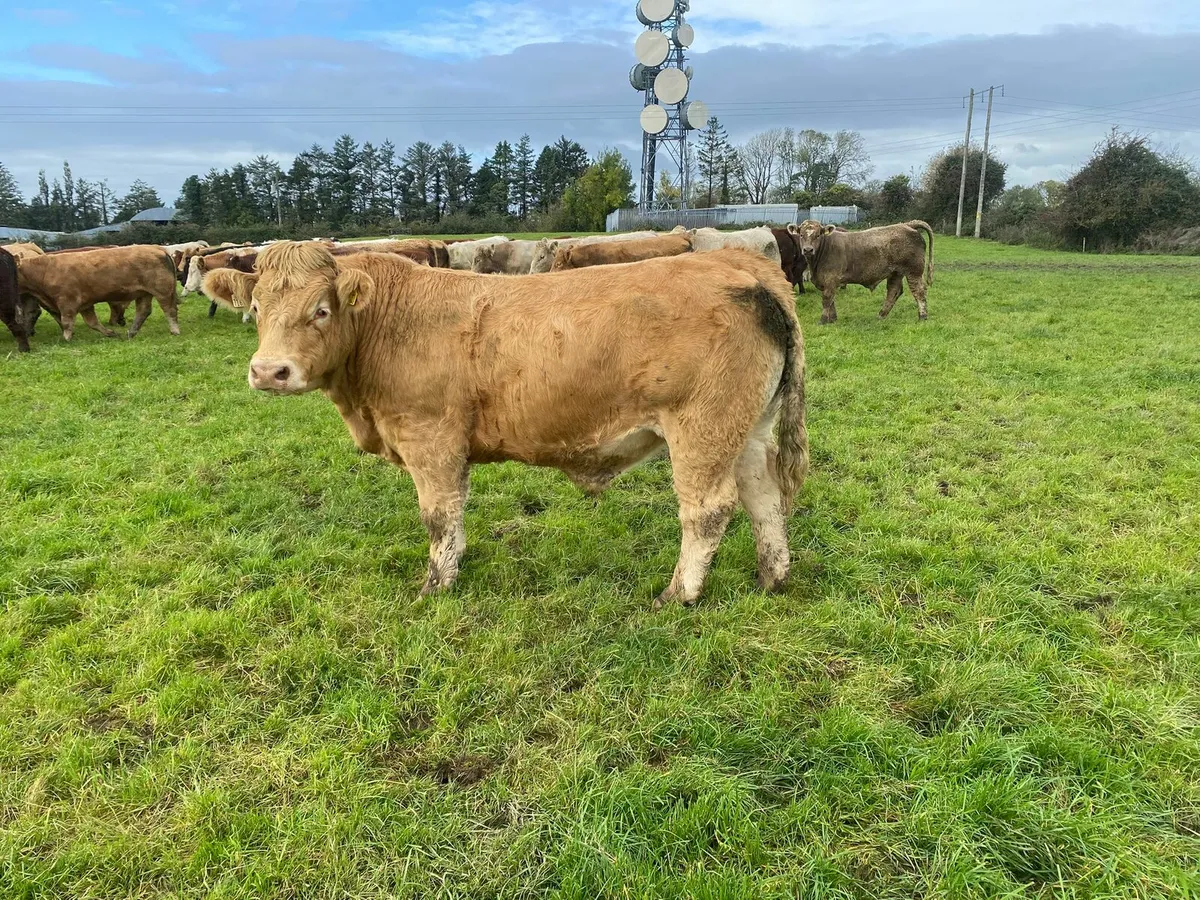Quality continental Bullocks Ballinasloe Mart - Image 1