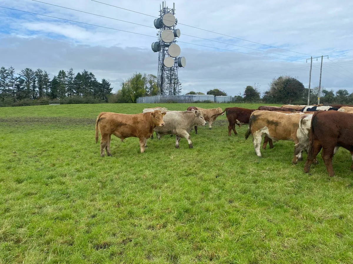 Quality continental Bullocks Ballinasloe Mart - Image 2