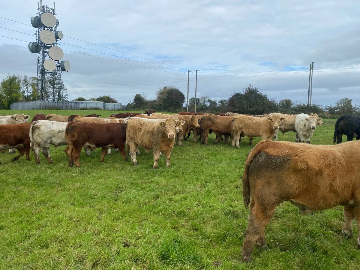 Quality continental Bullocks Ballinasloe Mart - Image 4