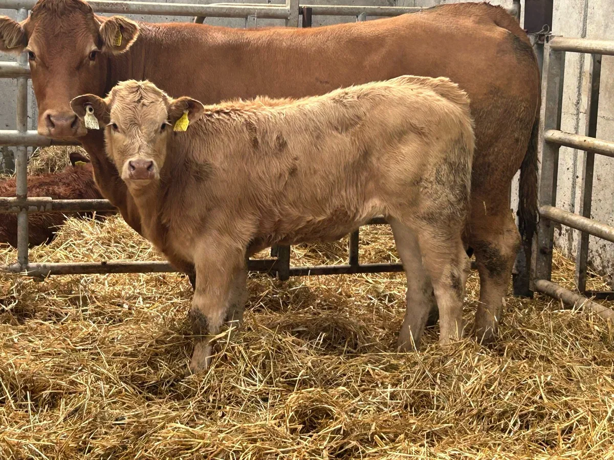 2 first calved Limousin heifers and calf’s - Image 3