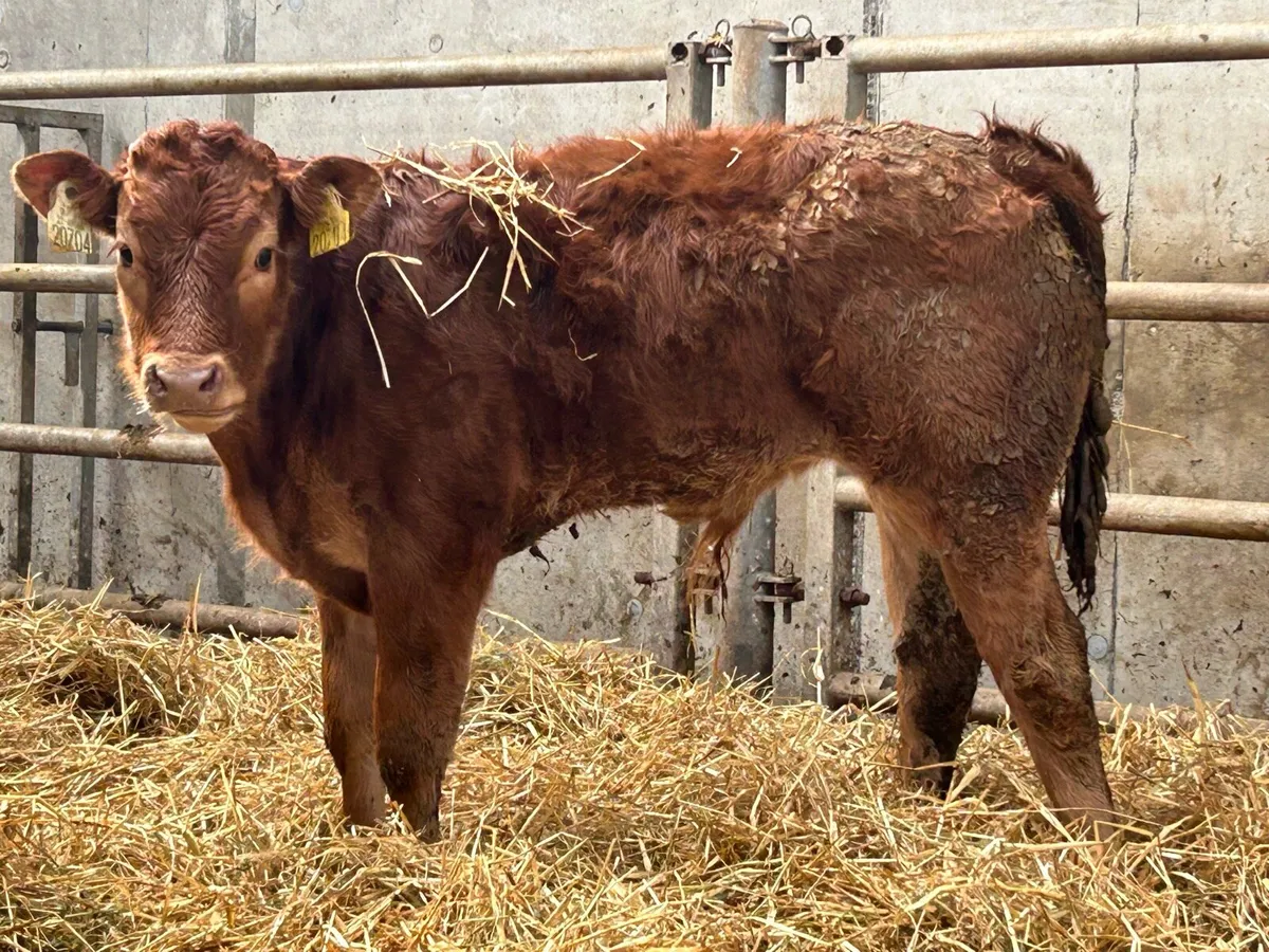 2 first calved Limousin heifers and calf’s - Image 4