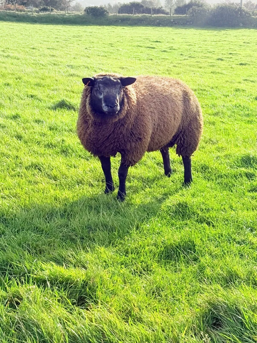 Pedigree Blue Texel Shearling Rams & Ram Lambs - Image 1