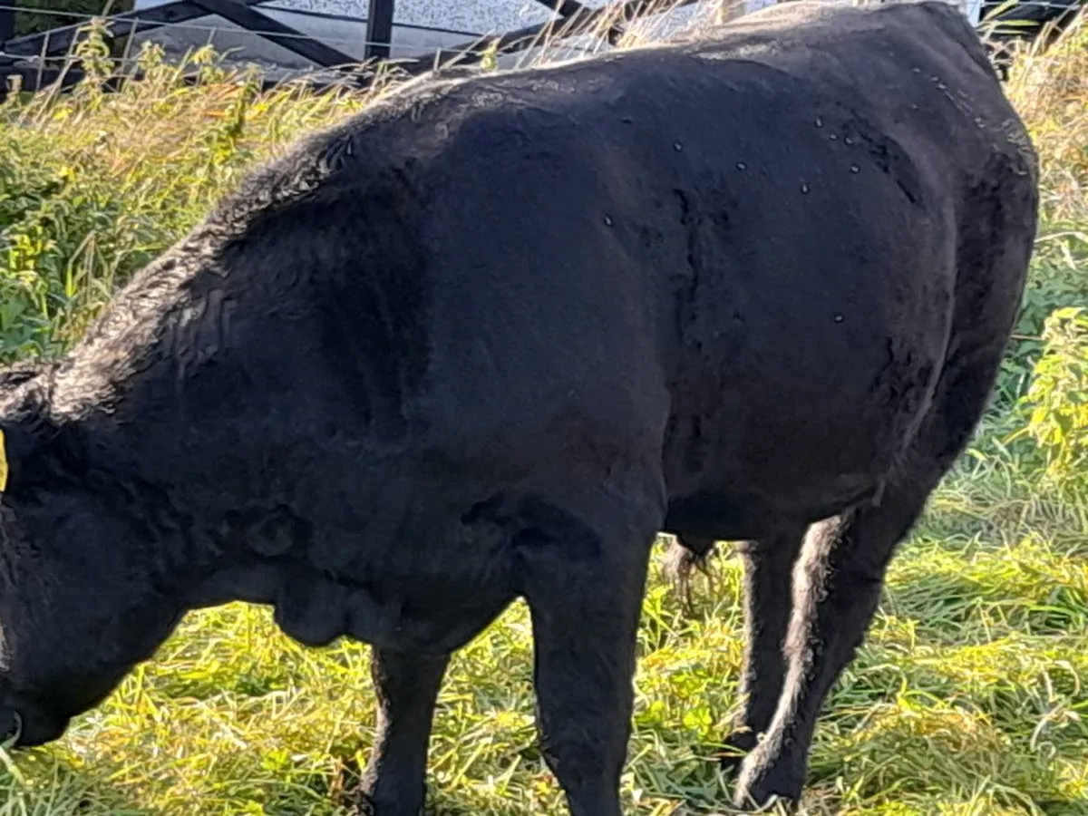 Bull Weanlings - Image 2