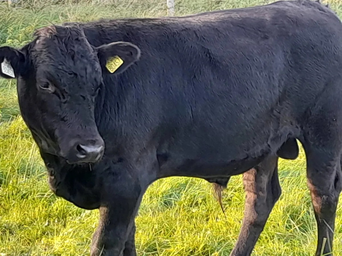 Bull Weanlings - Image 3
