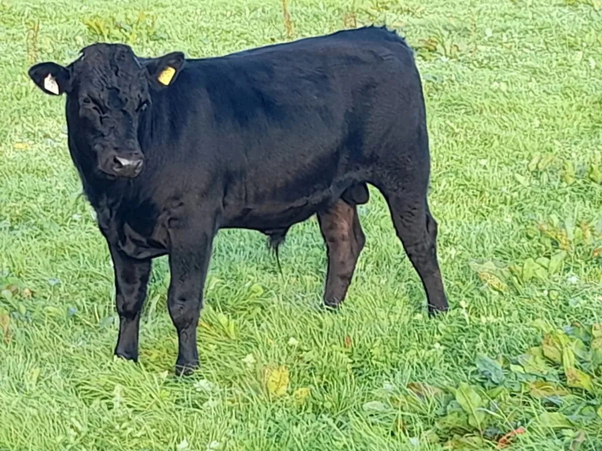 Bull Weanlings - Image 4