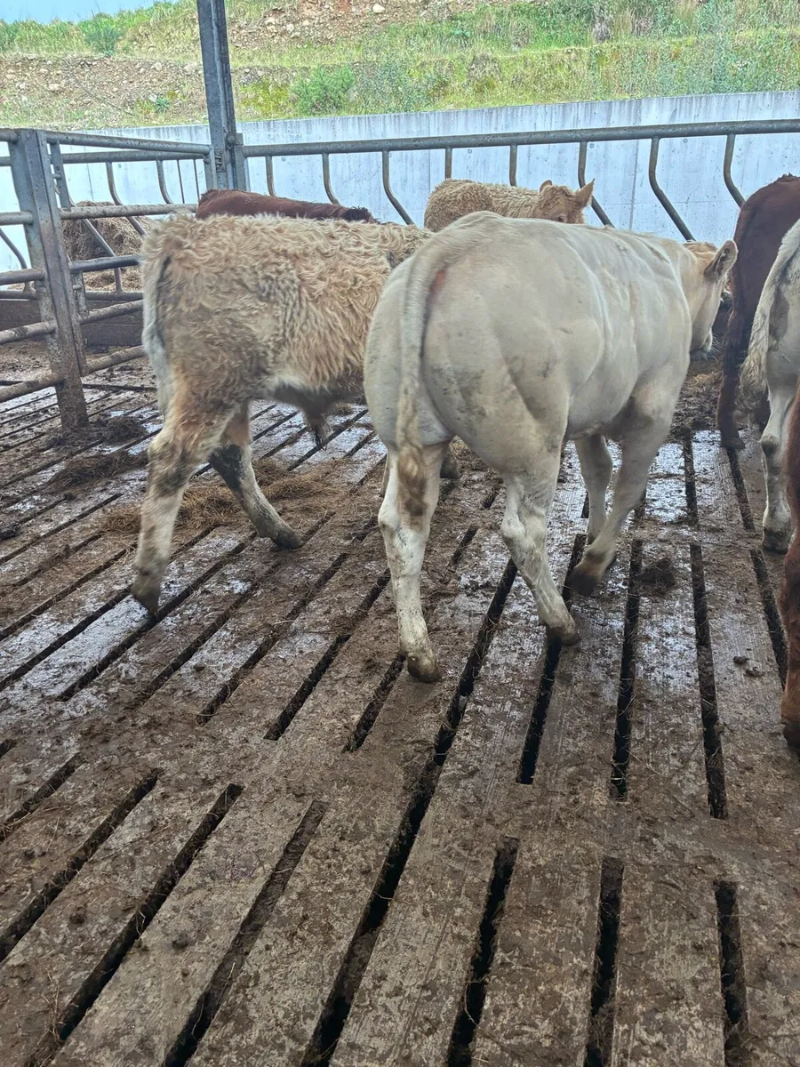 10 SUPER QUALITY CH/LIM BULL WEANLINGS 280-300KG - Image 2