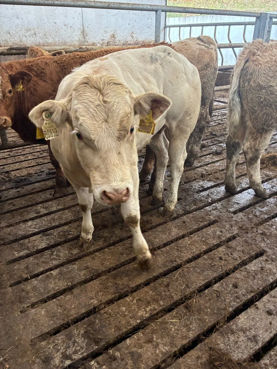 10 SUPER QUALITY CH/LIM BULL WEANLINGS 280-300KG - Image 3