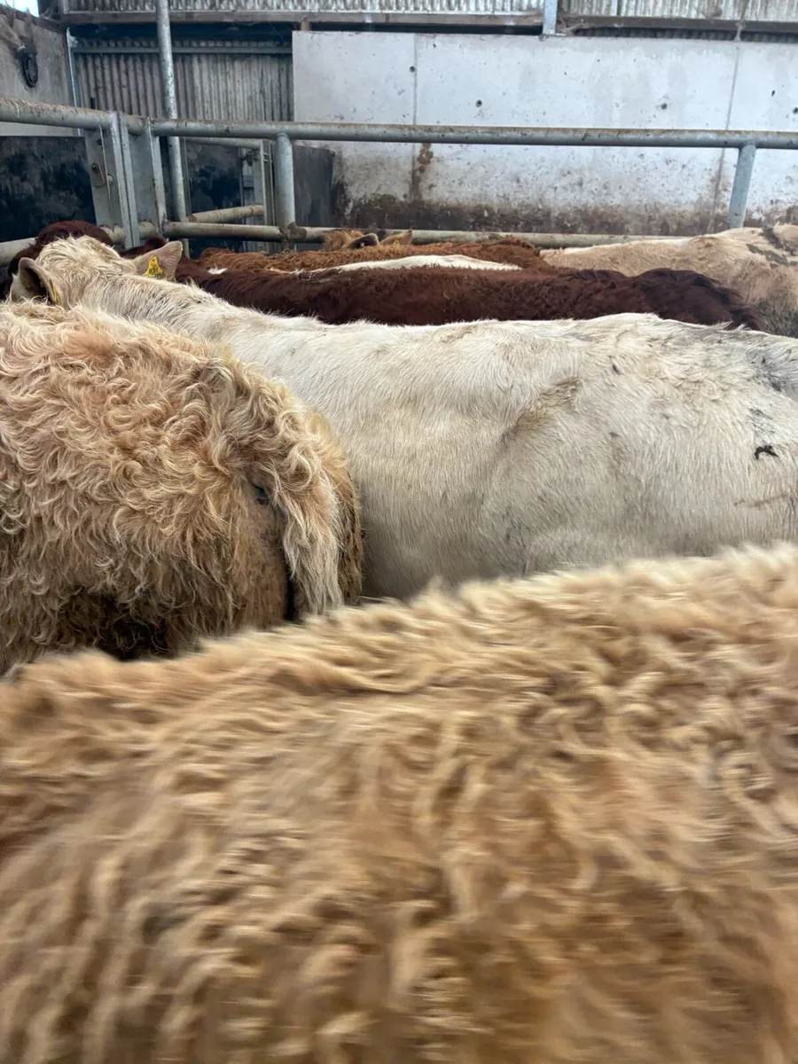 10 SUPER QUALITY CH/LIM BULL WEANLINGS 280-300KG - Image 4