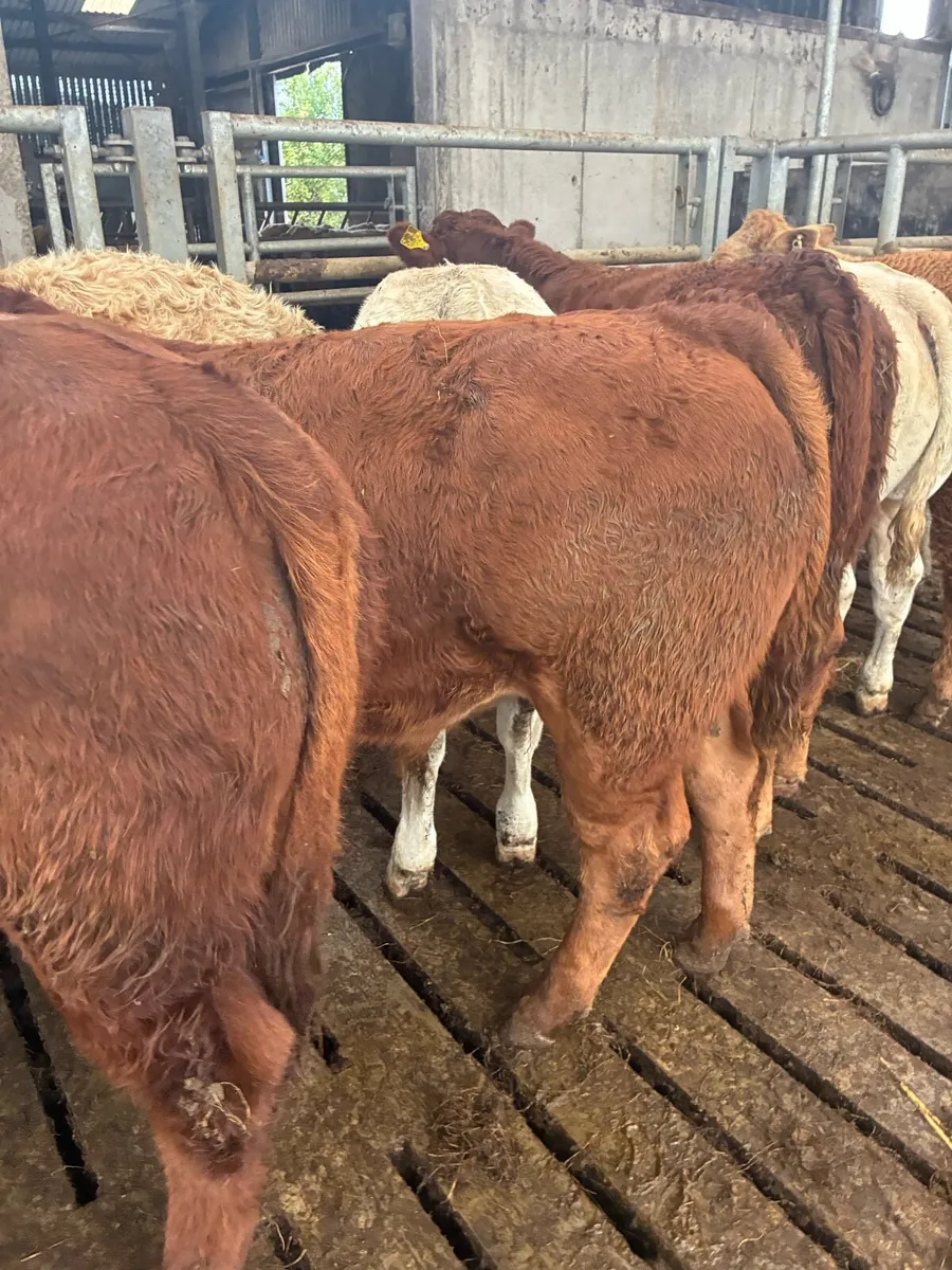 SUPER QUALITY LIM/CH BULL WEANLINGS 300-320KG - Image 1