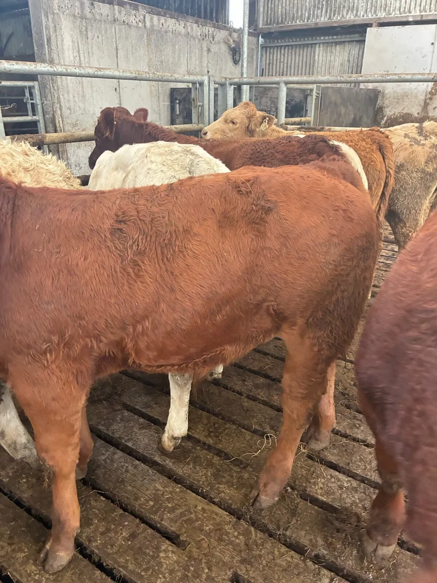 SUPER QUALITY LIM/CH BULL WEANLINGS 300-320KG - Image 2