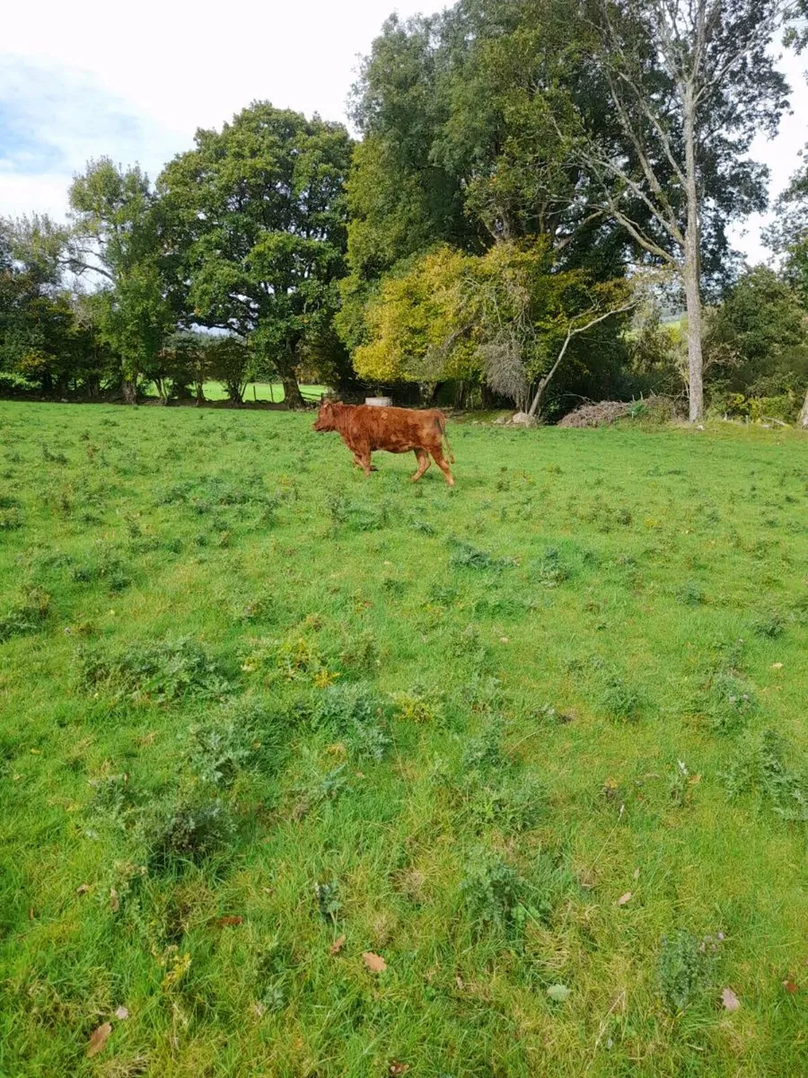 Heifers for sale. - Image 1