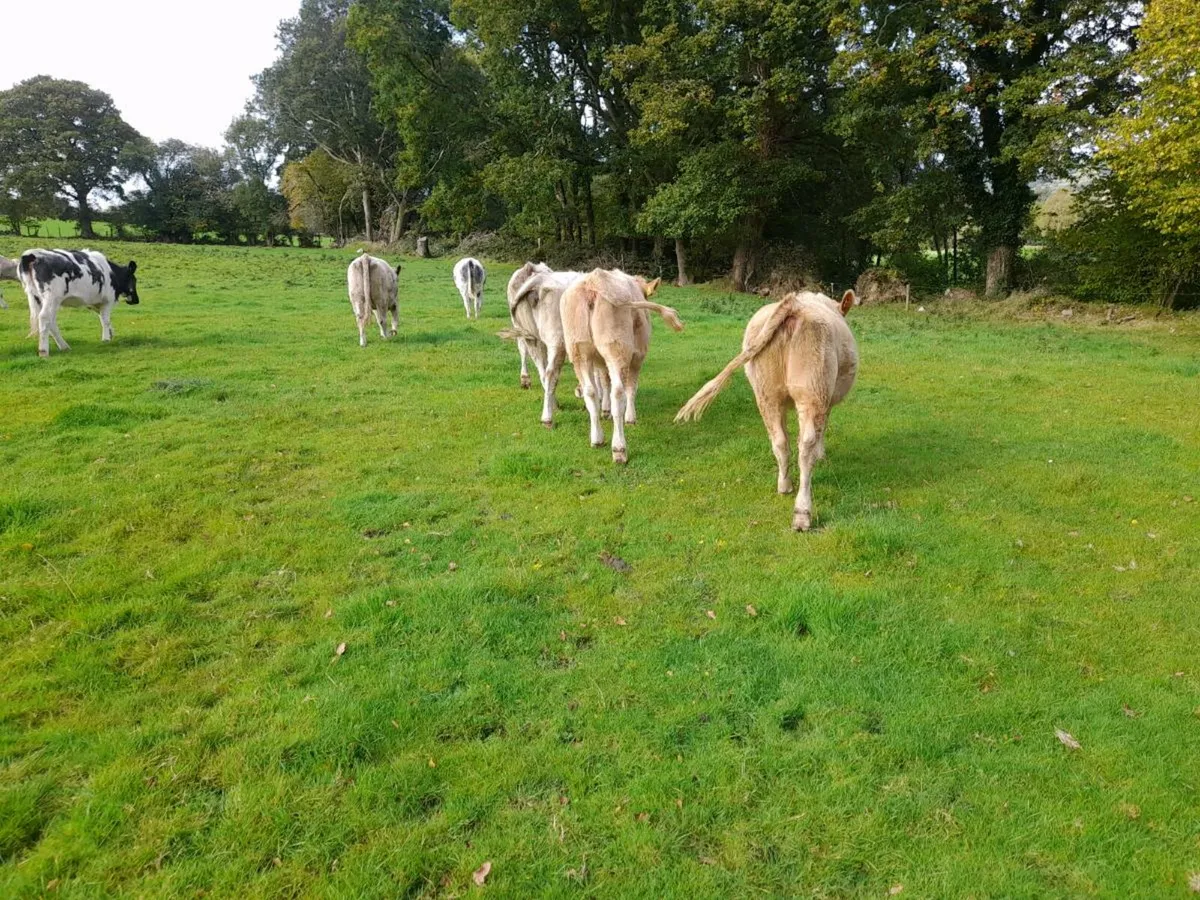 Heifers for sale. - Image 2