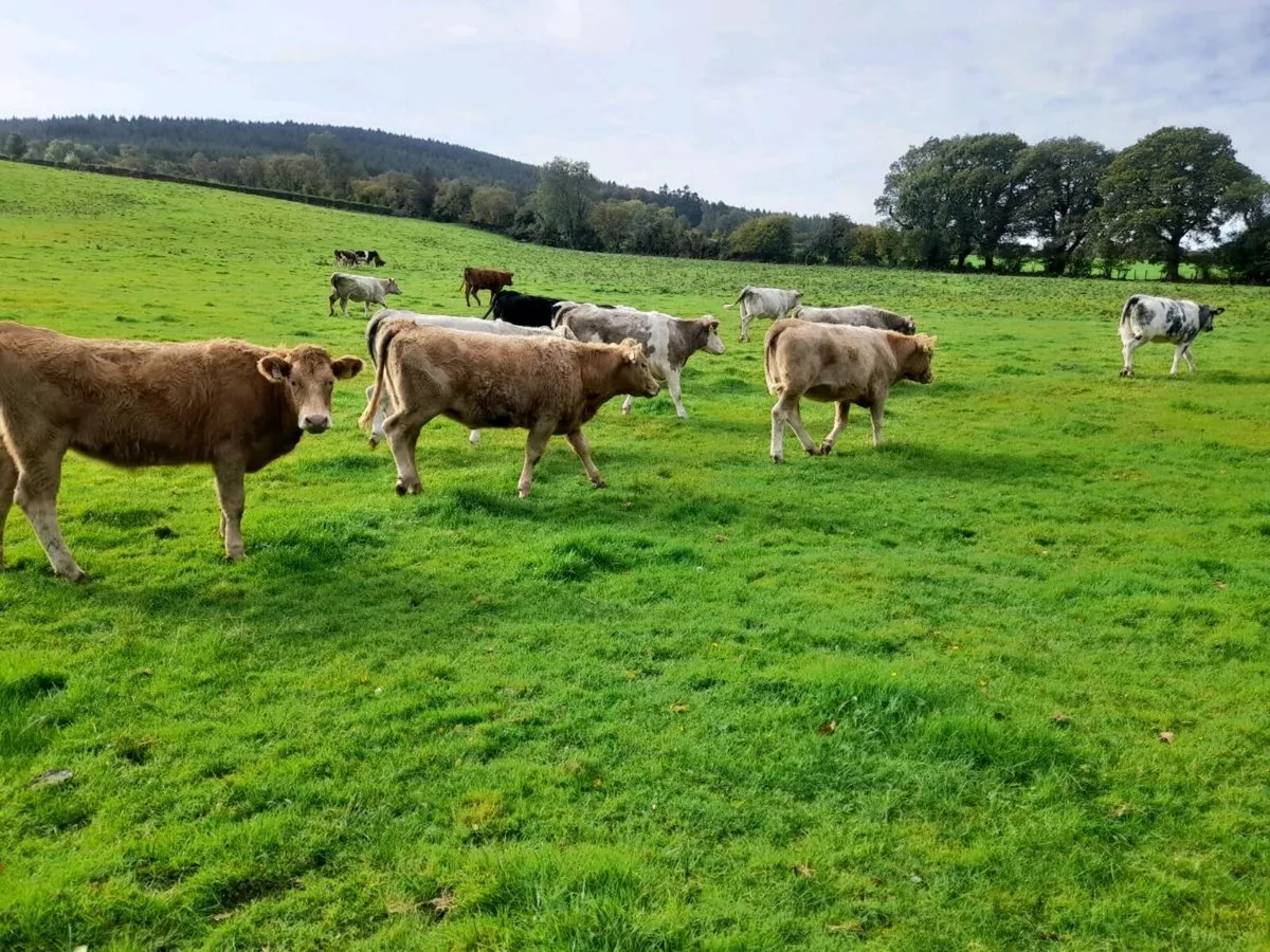 Heifers for sale. - Image 3