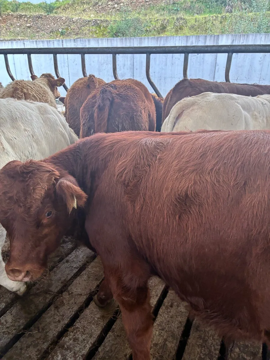 SUPER QUALITY LIM/CH BULL WEANLINGS 300-320KG - Image 3