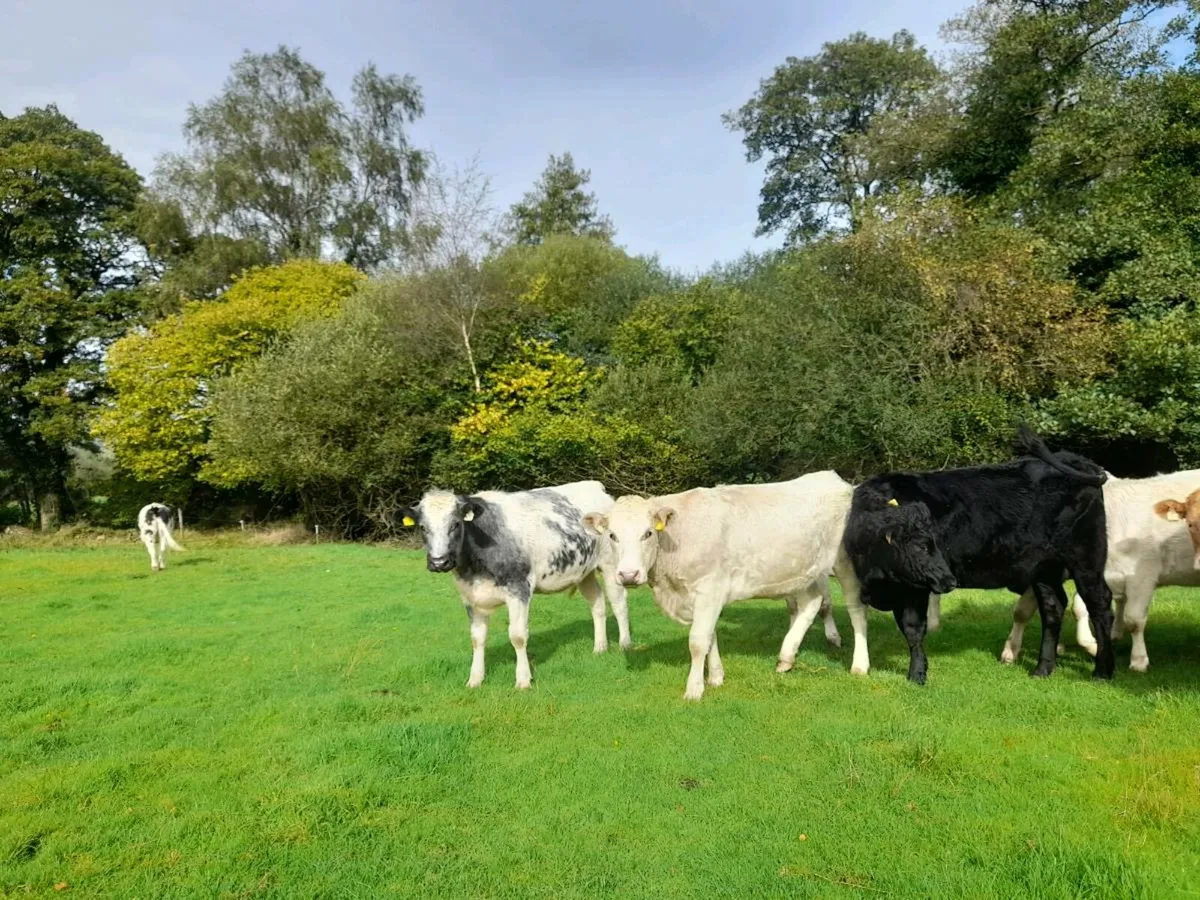 Heifers for sale. - Image 4