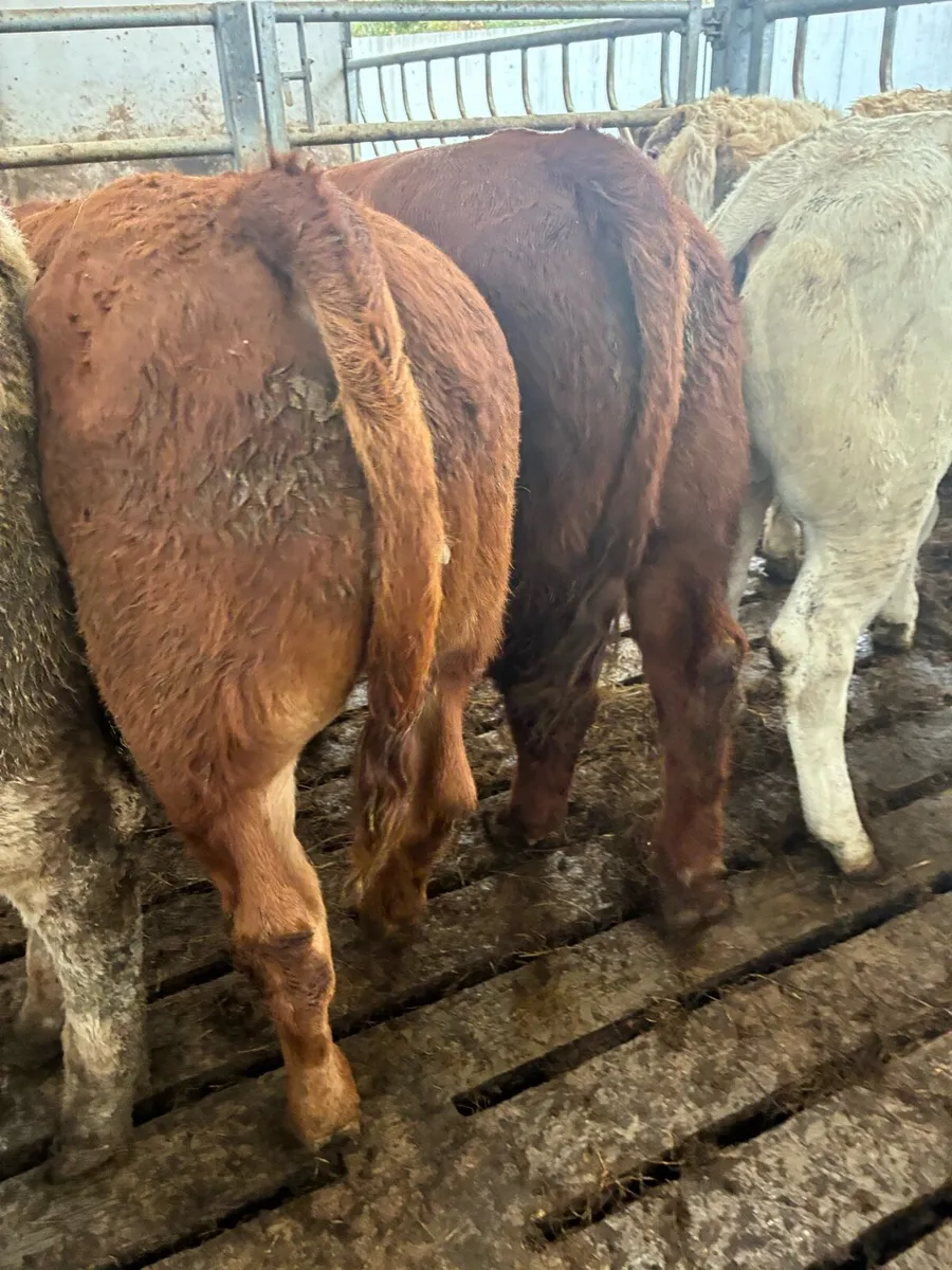 SUPER QUALITY LIM/CH BULL WEANLINGS 300-320KG - Image 4