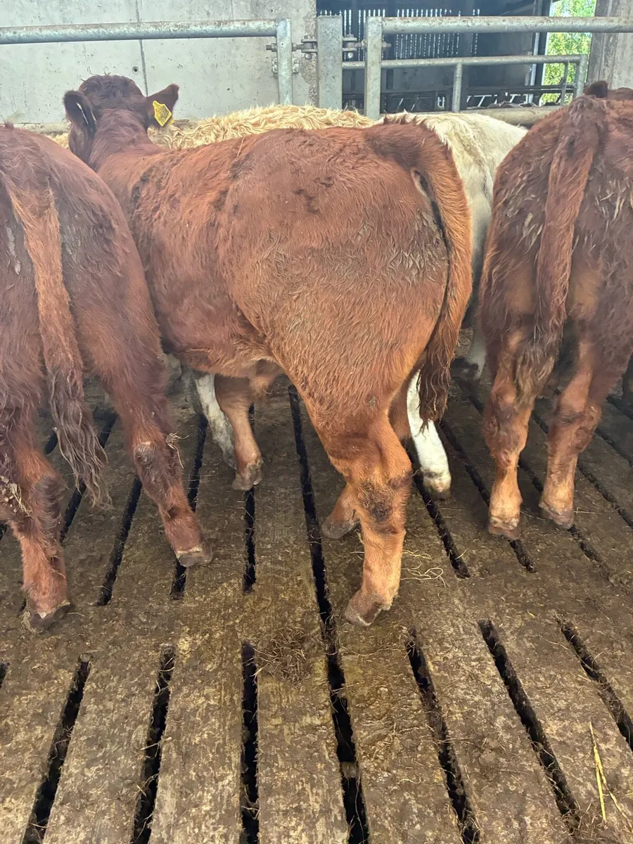 SUPER QUALITY LIM BULL WEANLINGS 320KG - Image 3