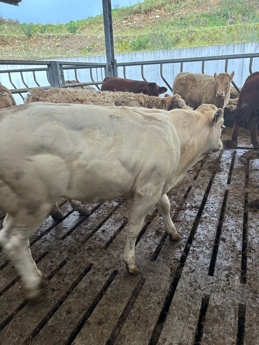 10 SUPER QUALITY CH/LIM BULL WEANLINGS 280-300KG - Image 1