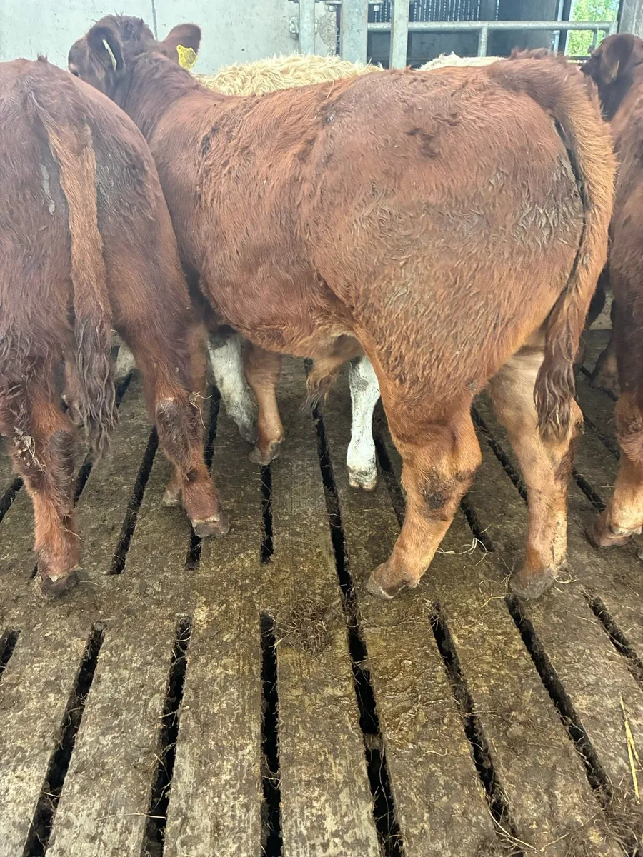 SUPER QUALITY LIM BULL WEANLINGS 320KG - Image 4