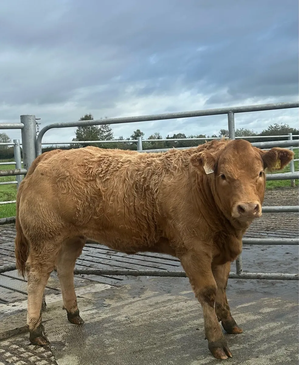 ⭐️Breeding heifer for Elphin - Image 1
