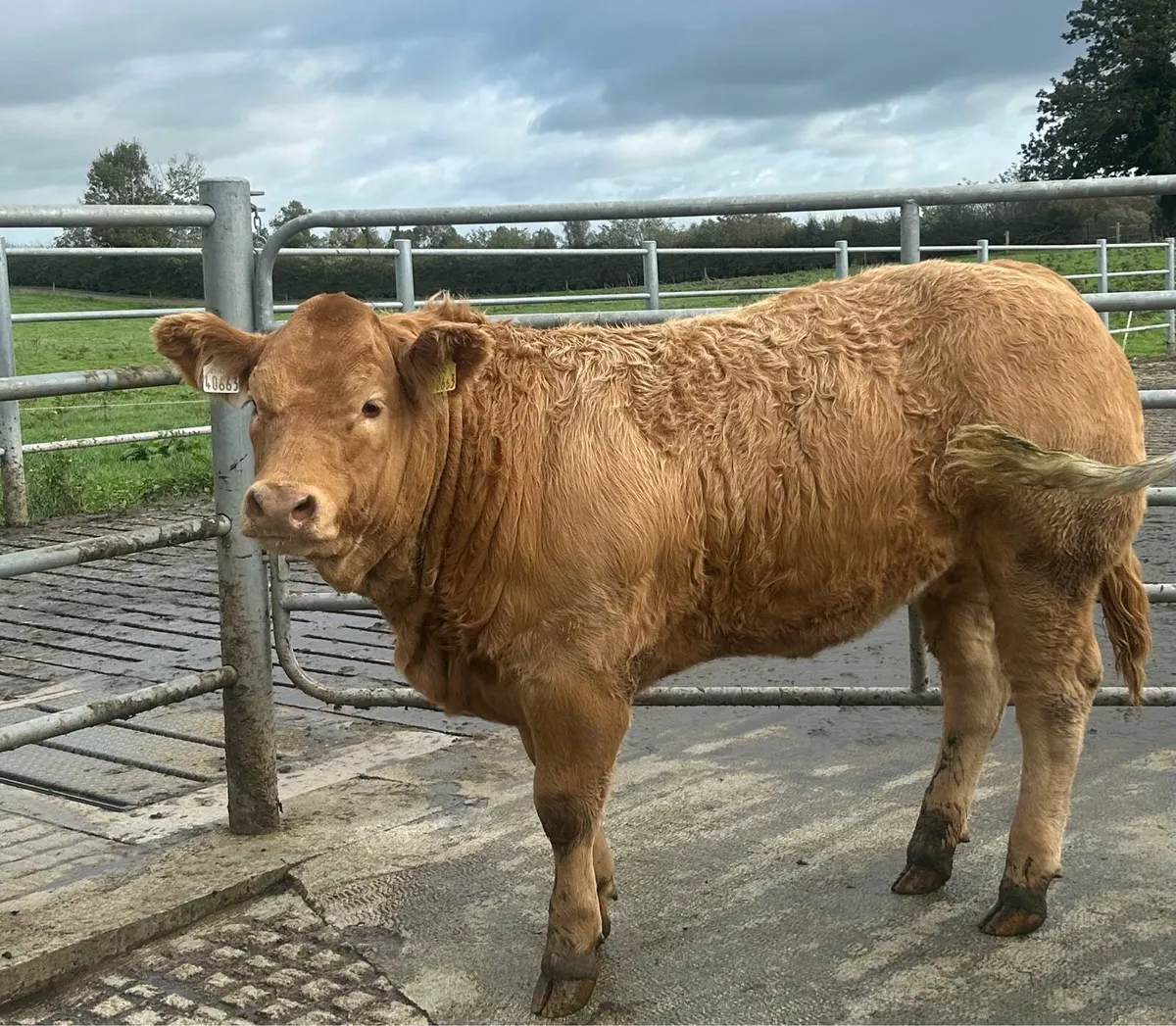 ⭐️Breeding heifer for Elphin - Image 2