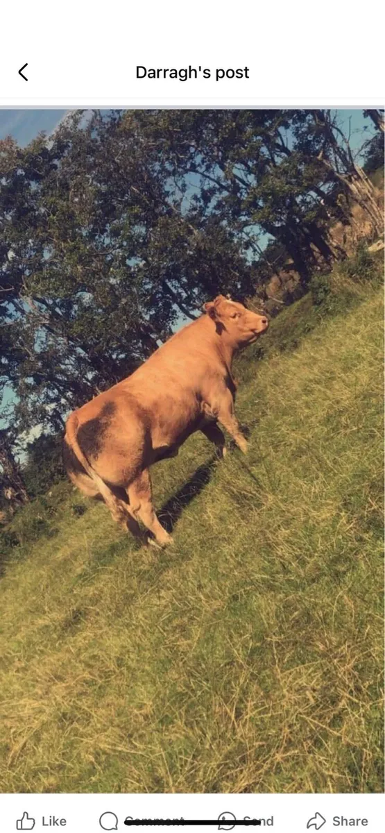 ⭐️Breeding heifer for Elphin - Image 3