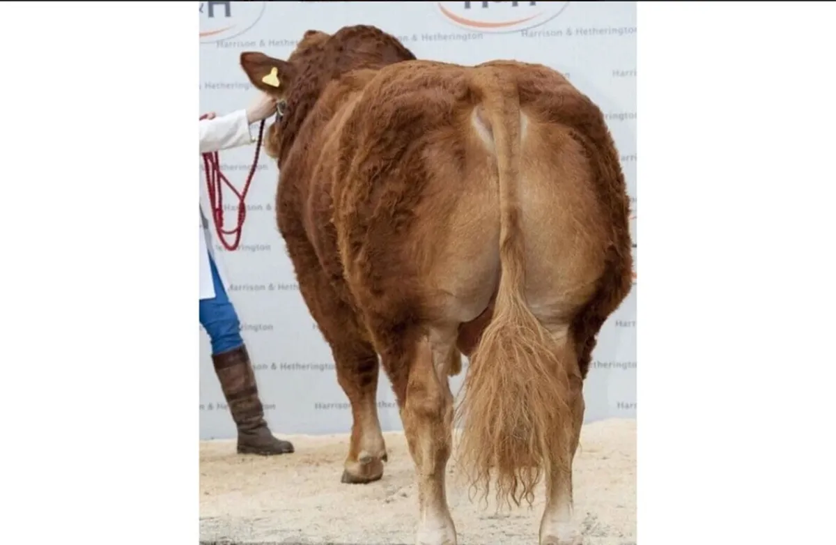 ⭐️Breeding heifer for Elphin - Image 4