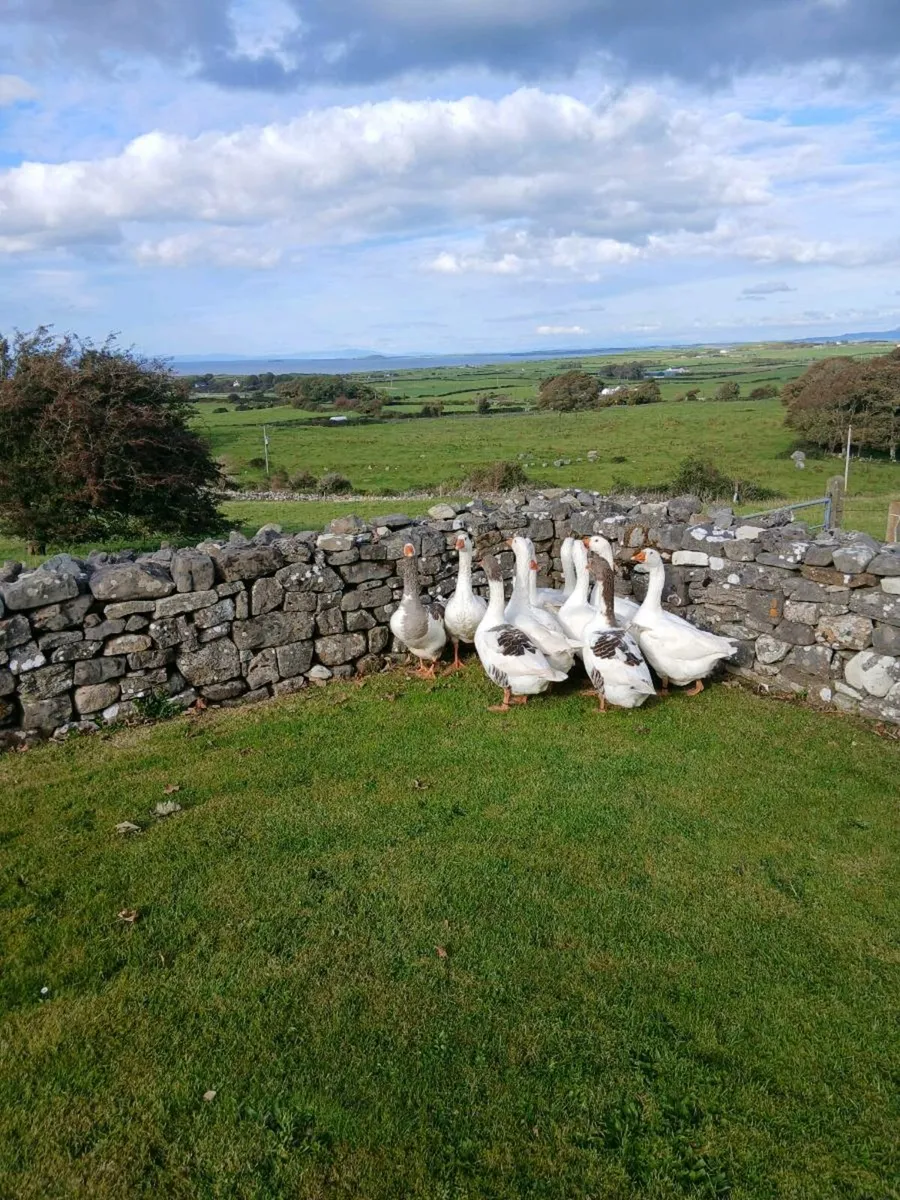Geese - Image 1