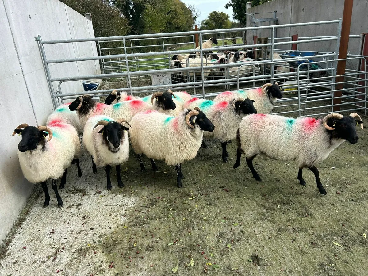 Sheep - Image 1