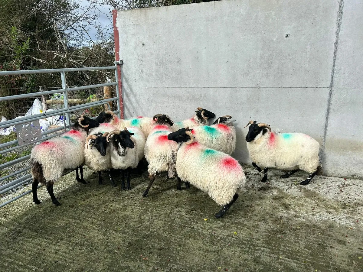 Sheep - Image 2