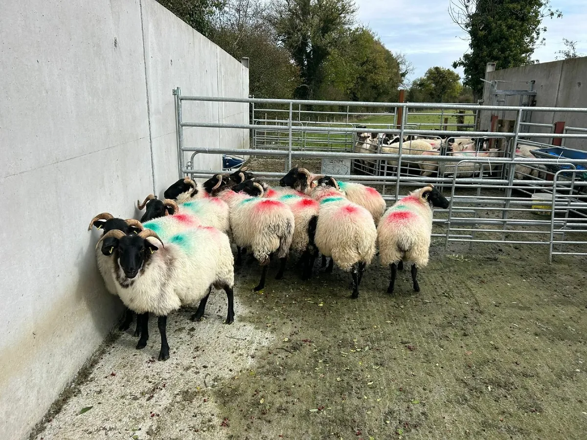 Sheep - Image 3