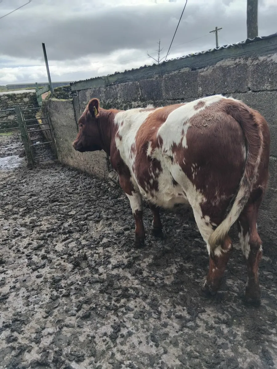 Super breeding heifer - Image 1