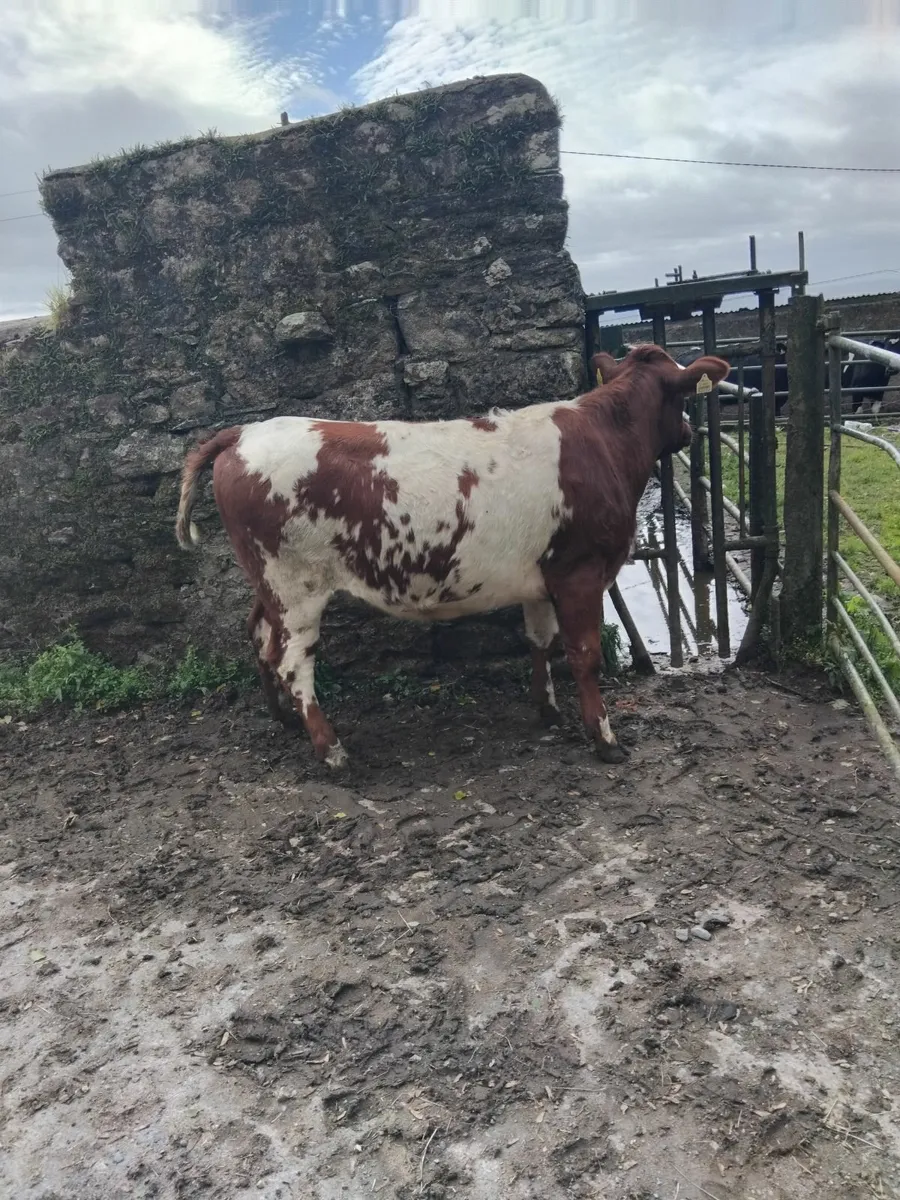 Super breeding heifer - Image 2
