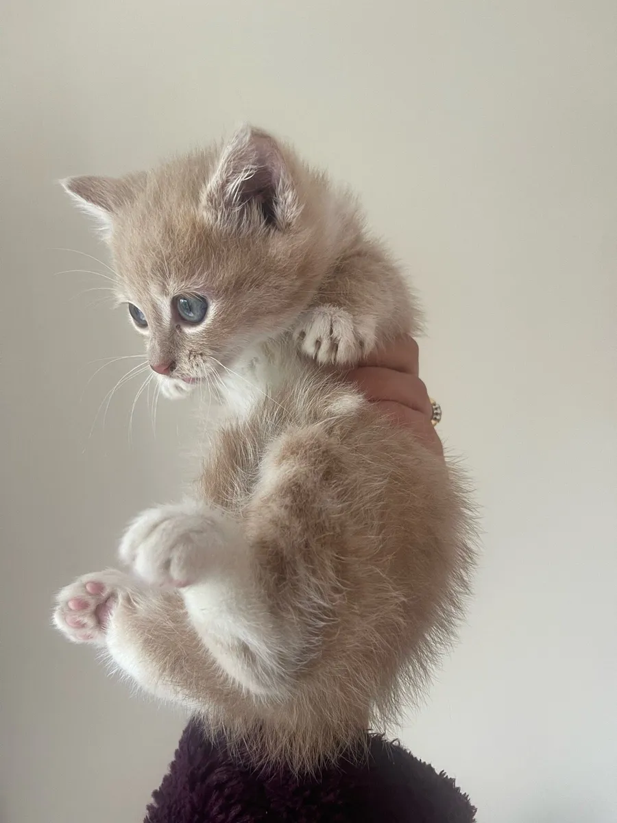 Adorable Kitten - Image 1