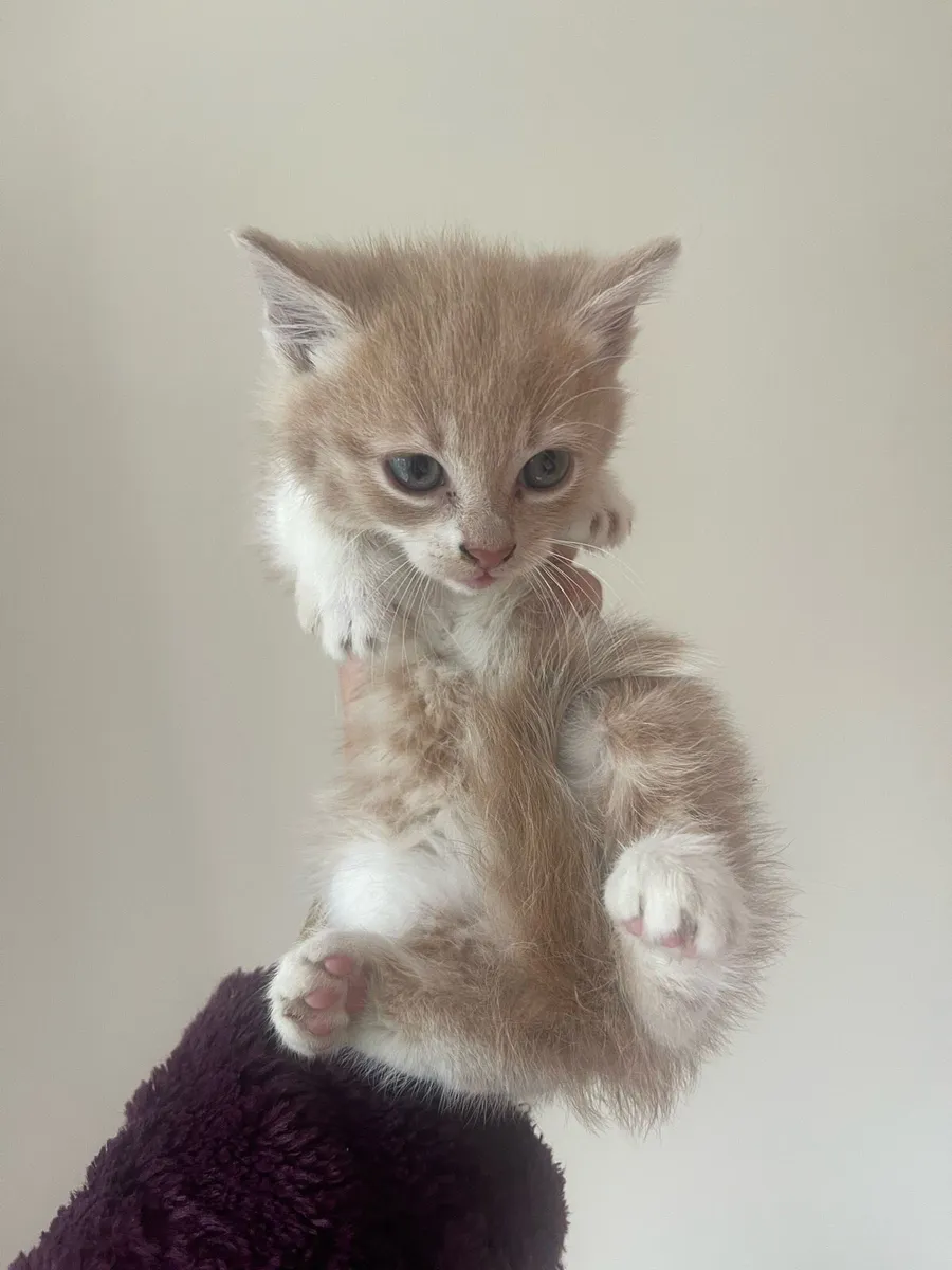 Adorable Kitten - Image 2