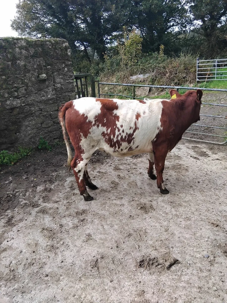 Super breeding heifer - Image 3