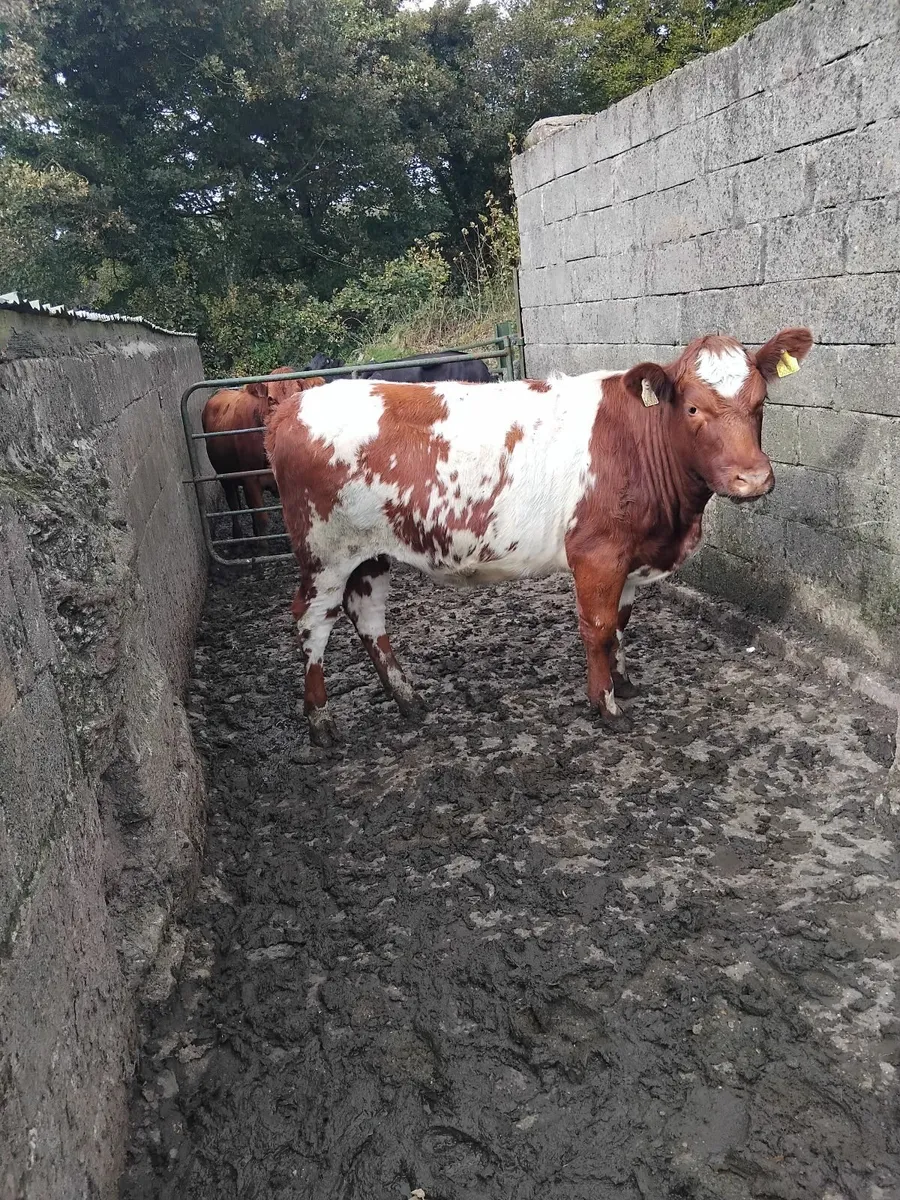 Super breeding heifer - Image 4