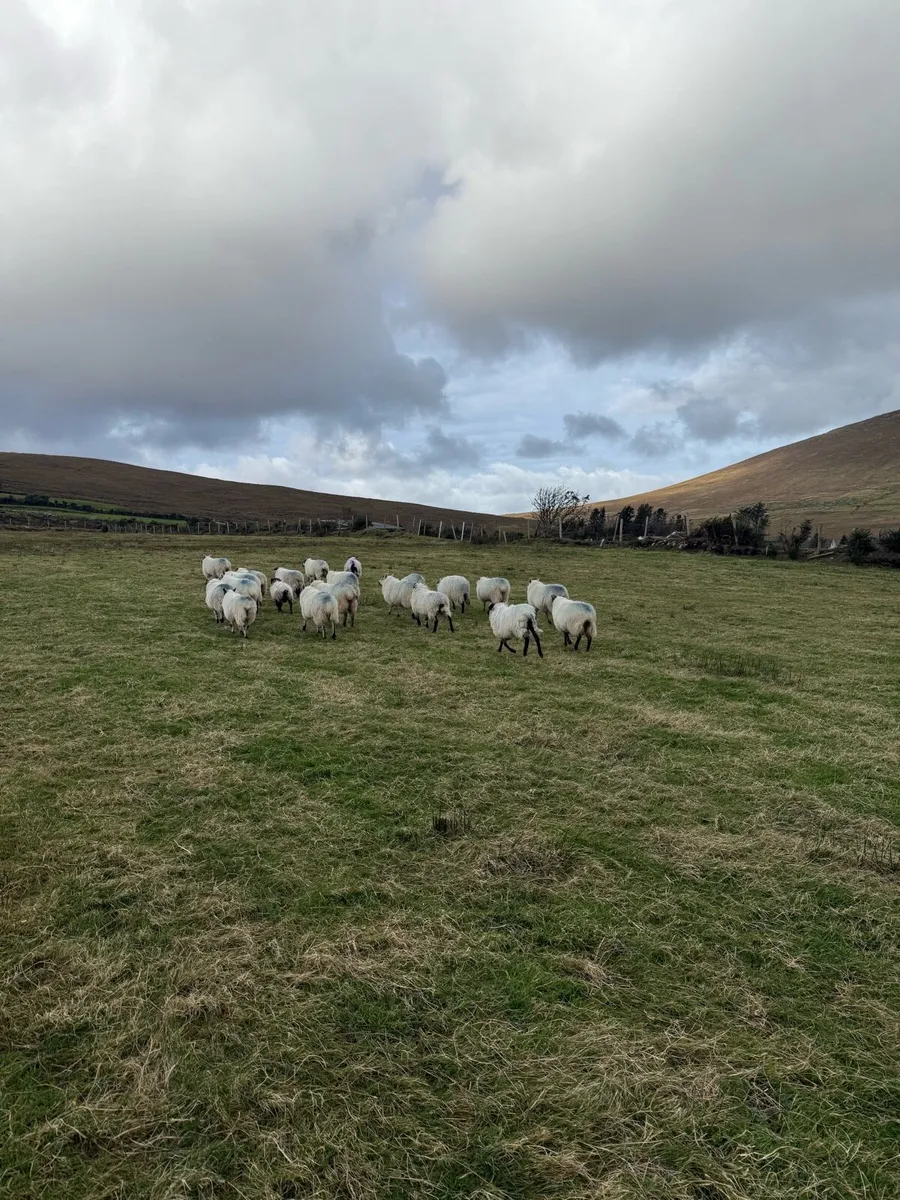 Mountain and cross bred lambs - Image 1