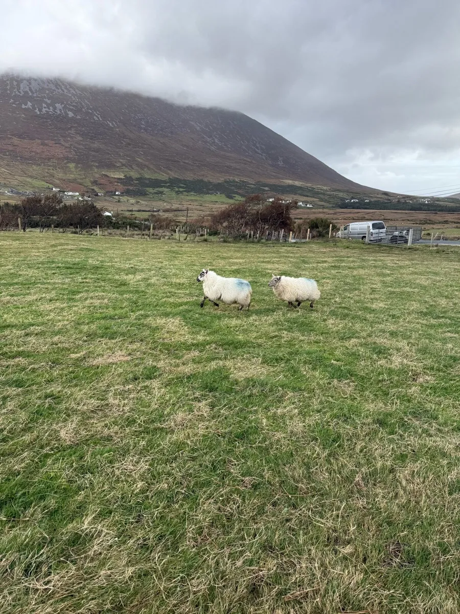 Mountain and cross bred lambs - Image 2