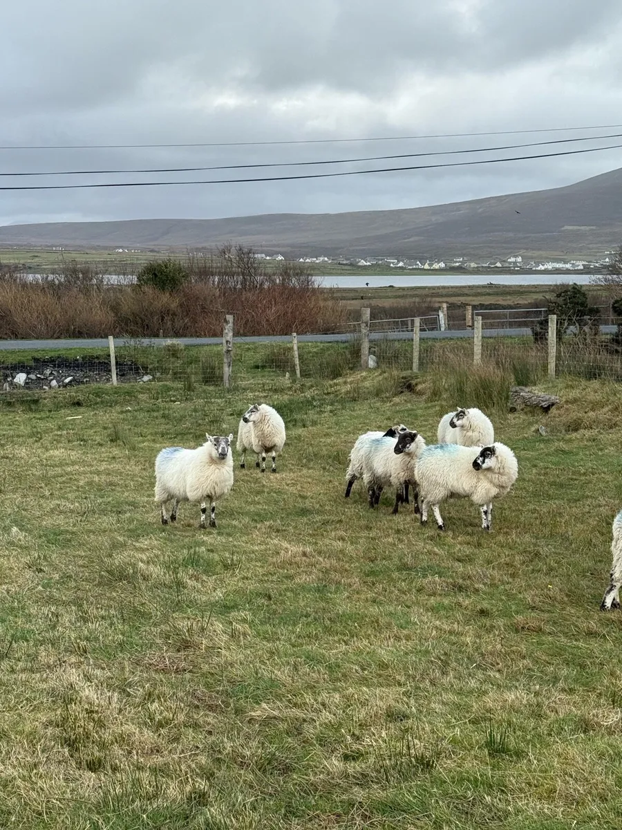Mountain and cross bred lambs - Image 3