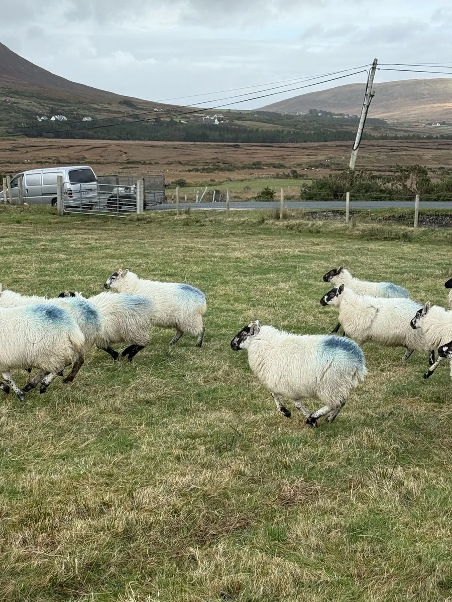 Mountain and cross bred lambs - Image 4