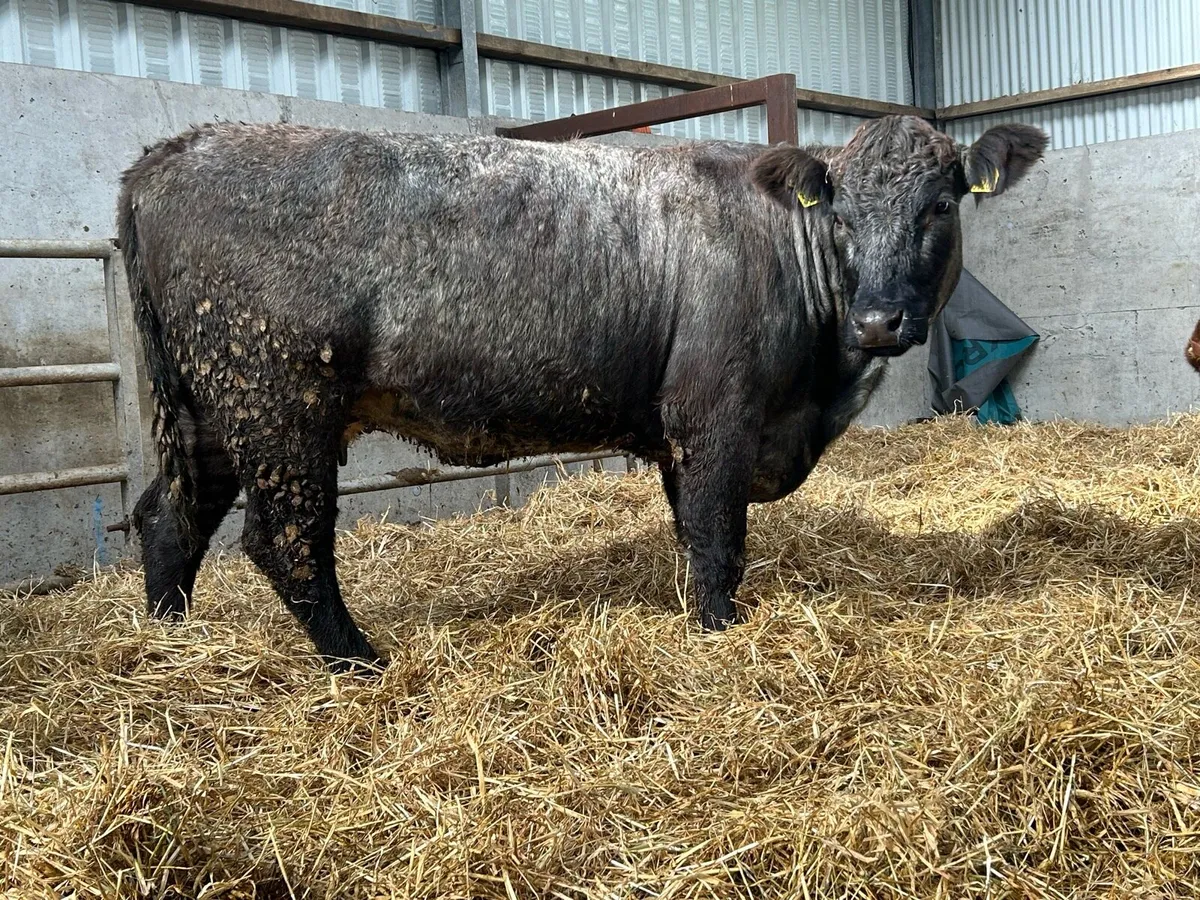Smashing first calved blue grey cow and calf - Image 2
