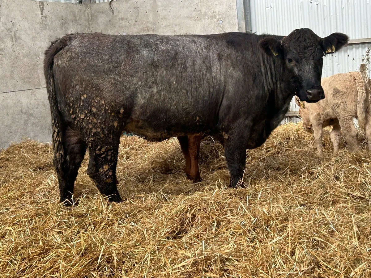 Smashing first calved blue grey cow and calf - Image 3