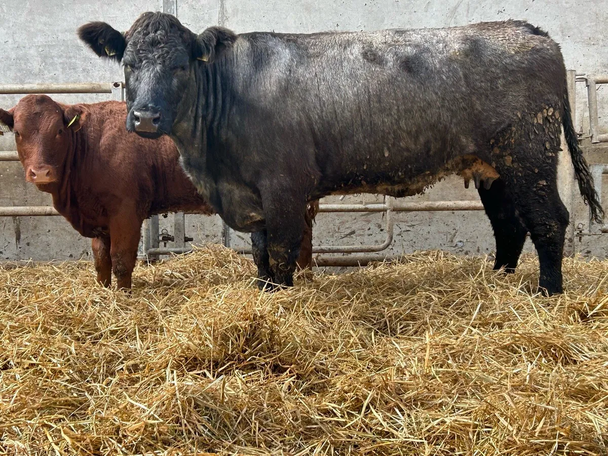 Smashing first calved blue grey cow and calf - Image 1